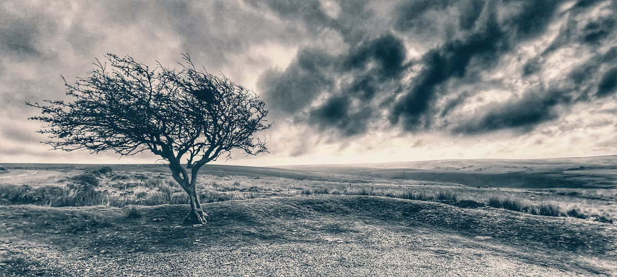 Commended: Tree on the Moor - Martyn Sothcott